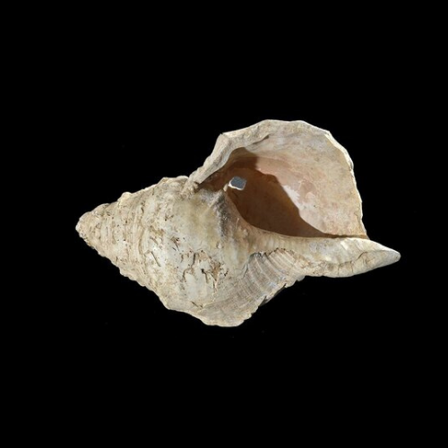 Ancient hunter-gatherer seashell resonates after 17,000 years